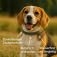 SafeBuddy- Das Anti-Zecken Halsband