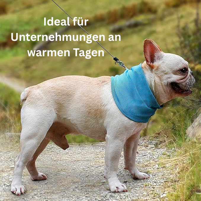 FreshBuddy - Das coole Halsband